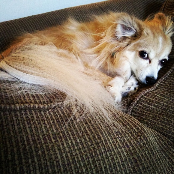 Meet your Posher, Jen - Picture 3 of 5